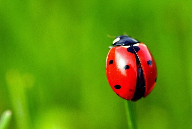 coccinella coccinella