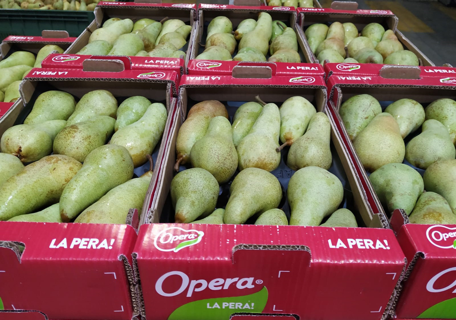 AbateOperaJPEGelle AbateOperaJPEGelle