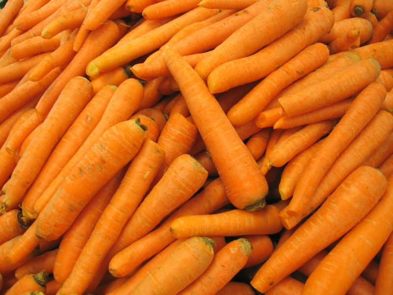 carrotsY1_xenia carrotsY1_xenia