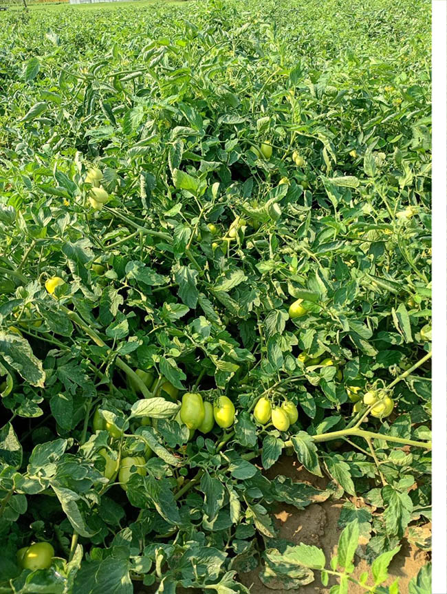 Coltura del pomodoro oggetto della sperimentazione