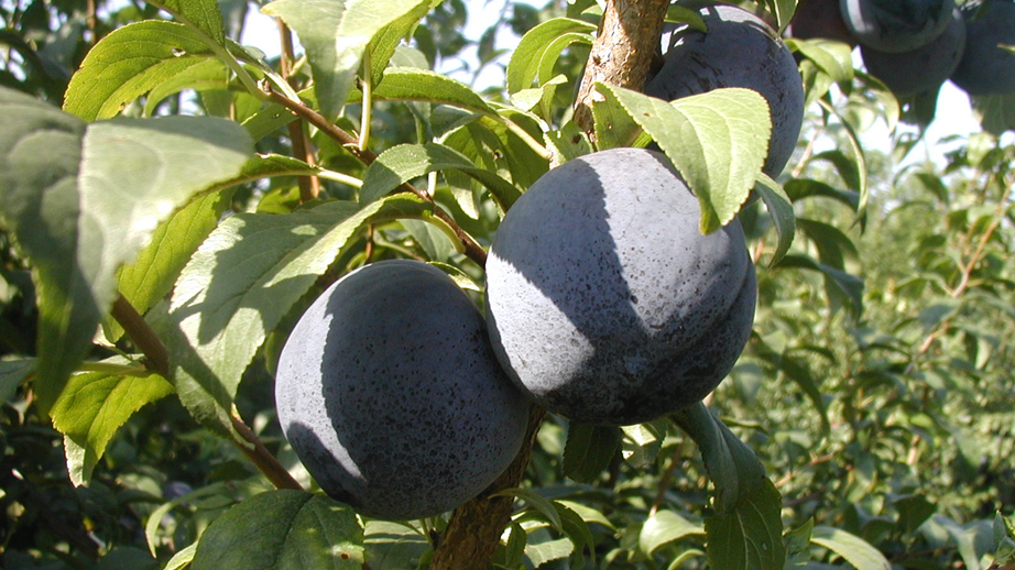 In&OutSusine In&OutSusine