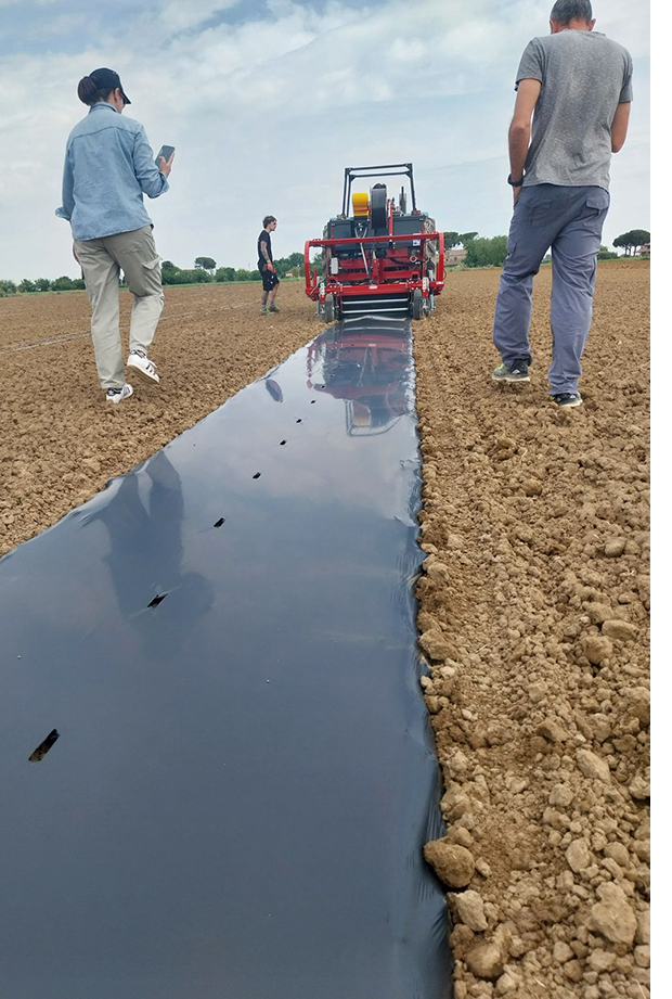 Pacciamatura Biodegradabile su Zucchino Pacciamatura Biodegradabile su Zucchino